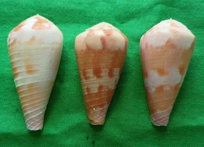 Conus pertusus amabilis #M0942 Philippines 41-52mm - Image 1 of 4