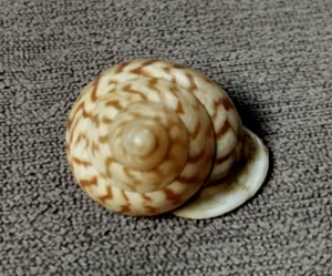 Papuina almiralitatis 27 mm F+++ "Fantástico patrón de cebra Landsnail - Imagen 1 de 7