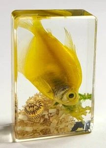 44mm Real Yellow Fish on Sea Bottom in Clear Lucite Resin Scenery Diorama Decor - Picture 1 of 14