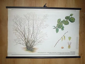 Original vintage pull down school chart of tree Red fox - Picture 1 of 1