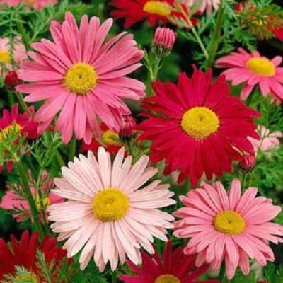 SEEDVILLE USA 100 Mixed Colors ROBINSONS PAINTED DAISY Chrysanthemum Pink Red Rose & Yellow Py