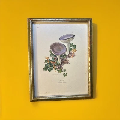 Conjunto de cogumelo vintage emoldurado estampa arte botânica 1970 MCM EUA Anne Ophelia Dowden - Imagem 1 de 4