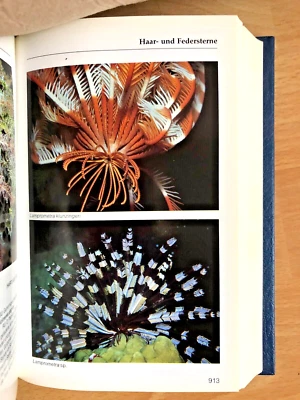 Mergus Meerwasser Atlas  -  Band 3  Wirbellose Tiere - Bild 1 von 4