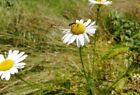 Magerwiesen Margerite 300 Samen Mehrjahrige Winterharte Blume Vom Feld