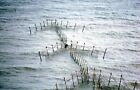 Photo 6x4 Salmon net at mid tide St Cyrus The arrangement of the net to t c1975