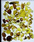 100 pièces insecte ambre birman fossile birmite insecte crétacé ambre fossile Myanmar