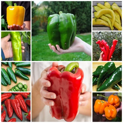 Combo de 10 semillas de pimiento de reliquia de variedad - 500 semillas en total - Diez clásicos de jardín Foto 1 de 4