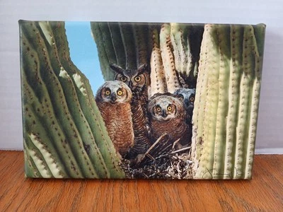 Great Horned Owls Chicks & Parent On Saguano Nest Wall Art  Canvas  9" X 6"  - Image 1 of 4