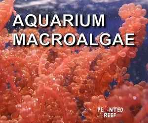 Marine Macroalgae Frag | Macro Algae | Refugium | Seahorse | Chaetomorpha Chaeto - Picture 1 of 45