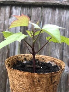 3 Rooted Purple Sweet Potato Plants With Coir Pot Live Plants Ready To Grow - Picture 1 of 3