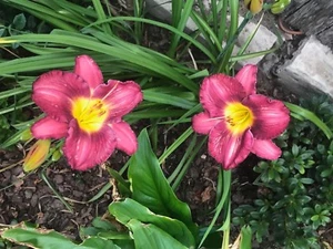 Mature Daylily assorted colours - Picture 1 of 5