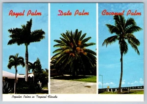 Postal cromada de palmeras populares en Florida tropical #2 - Imagen 1 de 2