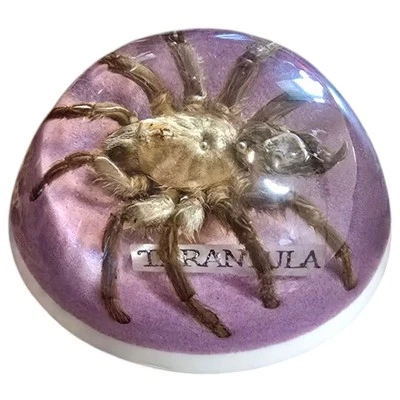 Vintage Encased Tarantula Lucite Dome Paperweight 4" Acrylic Taxidermy Spider - Image 1 of 4
