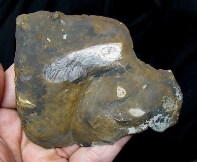 BEAUTIFUL WINGED MAPLE SEED FOSSIL - WHIRLYBIRD SPINNER WITH GINKGO LEAF! - Image 1 of 2