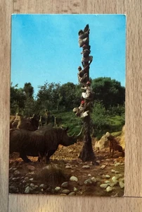 Postales ~ Safari atrapado ~ Disneyland ~ El Reino Mágico ~ SIN ENVIAR - Imagen 1 de 2