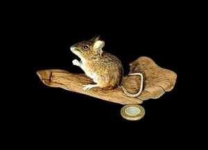Taxidermy Field Mouse (Apodemus sylvaticus) Log no 189. On Driftwood. H 7cm. - Picture 1 of 10