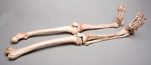Halloween Horror Aged Skeleton Legs Life-Size Human, Left & Right, NEW - Picture 1 of 2