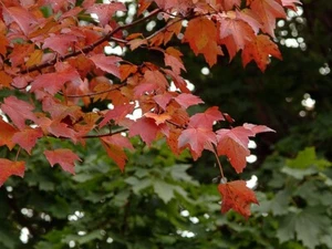 Acer rubrum (Red Maple) - 20 seeds - Picture 1 of 1