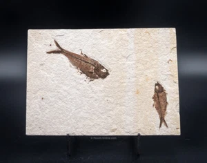 Two Fossil Fish Wyoming 1737 - Bild 1 von 2