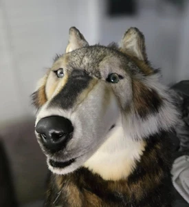 Hansa 5496 WOLF TIMBER STANDING life like real size w/tags - Picture 1 of 13