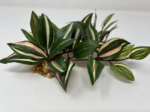 9" Long LOW Green/Cream/Pink INCH BUSH Silk Aquarium plant, STONE base - Picture 1 of 6