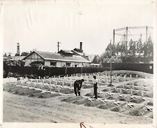 US Military Cemetery 1950 Press Photo Battle of Taegu Korean War 8x10   *P131a
