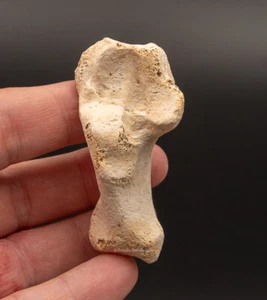 Rare Carnivore Calcaneum B Valley Florida Fossils 2459 - Picture 1 of 4