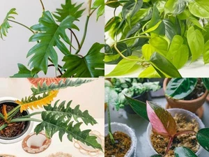 Philodendron Mixed Pack - Picture 1 of 7