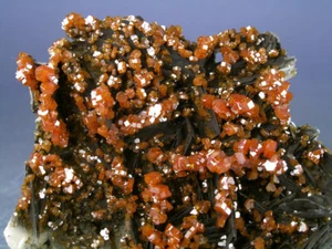 LUSTROUS CANDY RED VANADINITE CRYSTALS ON BLACK BARITE, MOROCCO, GLOBE MINERALS - Picture 1 of 3