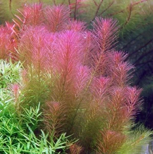 Rotala Wallichii ( 10 stems ) Live Aquarium Plants Tropical Aquascaping K2AQUA - Picture 1 of 2
