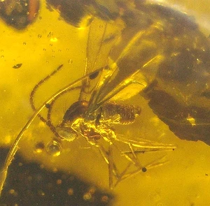 Fool's Gold Crystals with Superb Fly in Dominican Amber Fossil Gemstone - Picture 1 of 10
