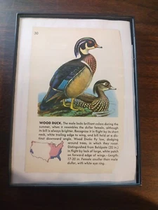 Wood Duck Reclaimed Page - Picture 1 of 3