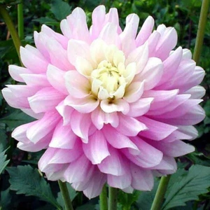 1 - Chilson's Pride Decorative Dahlia Flower Bulb Tuber - Picture 1 of 2