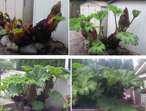 winterhartes Teich-Mammutblatt Randbepflanzung für den Teich -Deko - Saatgut. - Bild 1 von 2