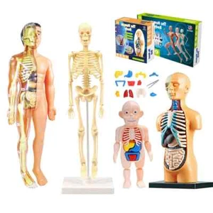 3D Human Body Torso Model Educational Learning DIY Human Body Organ Teaching Toy - Picture 1 of 20