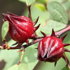 100 ROSELLE HIBISCUS Sabdariffa Rosella Fruit Flower Seeds - Picture 1 of 4