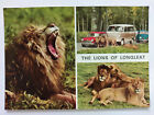 Lwy z Longleat Vintage kolorowa pocztówka ok. 1970