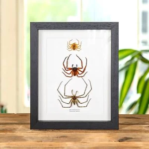 Taxidermy Huntsman Spiders Frame (Heteropoda sp) - Foto 1 di 9