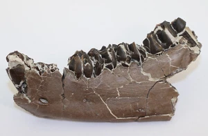 Oreodont, Merycoidodon culbertsoni, Terziario, Oligocene, White River Fm, USA -i835 - Foto 1 di 7