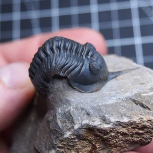 Morocconites malladoides Trilobite Devonian Trilobiten Arthropods - Picture 1 of 23