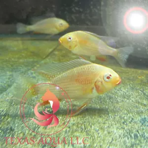 AB HECKELII GEOPHAGUS 3-4 " | TOP QUALITY | TOP USA REPUTABLE SELLER - Picture 1 of 1