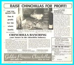 1968 CHINCHILLA RANCH divertimento e profitto STAMPA ANNUNCIO Golden Princess Louisville - Foto 1 di 3