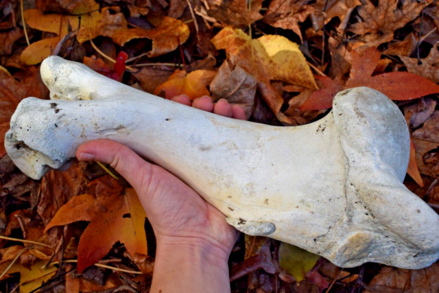 Большие животные таксидермия кости/череп/скелет - огромный выбор по лучшим  ценам | eBay