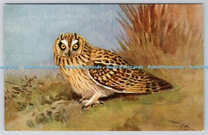 R763265 Shorteared Bird Ruskin Studio R S Series - Picture 1 of 4