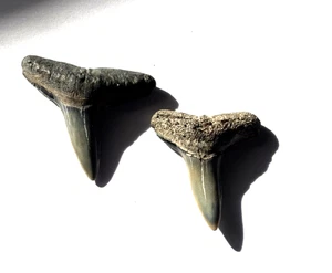 Par de dientes de tiburón limón BV Florida gemas era Megalodon - Imagen 1 de 2