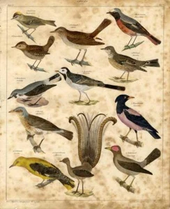 1843 OKEN HC LITHOGRAPH goldcrest, wren, wagtail, fieldfare, oriole, lyrebird - Picture 1 of 2