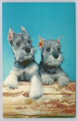 Vintage Schnauzer Puppies Postcard by Walter Chandoha Mirro-Krome - Image 1 of 2