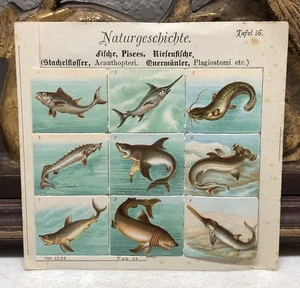 Mini stampe di grandi pesci di storia naturale tedesca XIX secolo??? - Foto 1 di 7