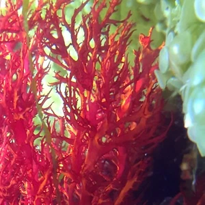 Live Dragon's Tongue Fire Macro Algae Plant Frag Refugium Coral Reef Saltwater - Picture 1 of 2