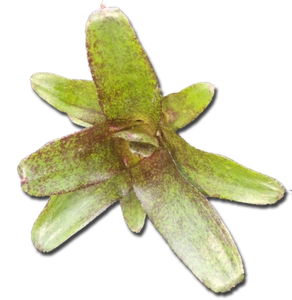 Neoregelia atlantis, ungetopft - Bild 1 von 3